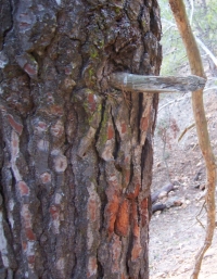 Cala Morisca Can Juncadella